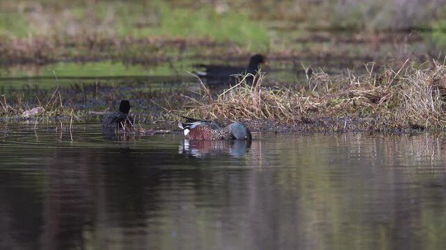 An Australian Shoveller sweeps its head through the water while filter feeding, then pauses and tilts its head toward the camera, with a grebe feeding close by in the same wetland.