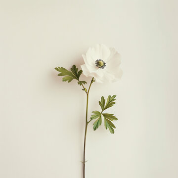 Single white anemone flower with green stem and leaves