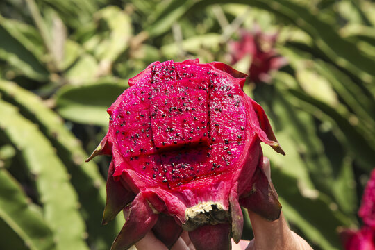 Fresh Red Dragon Fruit Heart-Shaped Cut Open Showing Pink Flesh and Seeds in Tropical Orchard
