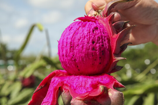 Hand Picking Fresh Pink Dragon Fruit in Organic Tropical Plantation Orchard - Premium Quality Exotic Produce Harvest
