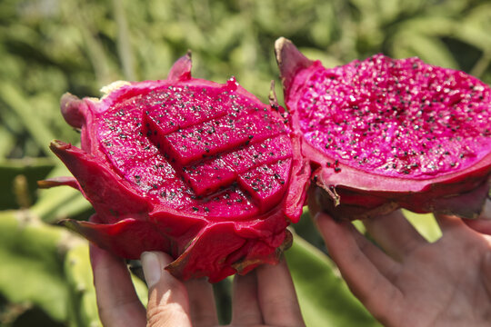 Fresh Red Dragon Fruit Halves with Pink Flesh and Seeds in Hands at Organic Tropical Orchard Plantation