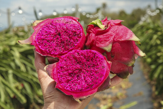 Fresh Red Dragon Fruit with Pink Flesh at Tropical Plantation - High Quality Organic Exotic Fruit