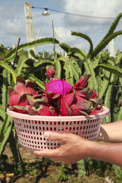 Fresh Dragon Fruit Harvest in Basket at Organic Plantation Farm