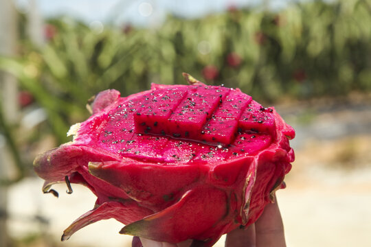 Red Dragon Fruit Heart-Shaped Cross Section in Tropical Plantation Orchard