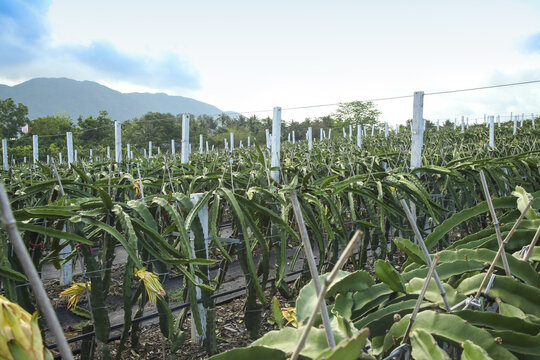 Dragon Fruit Plantation Orchard - Organic Pitaya Farm with Mountain Backdrop and Support Structure