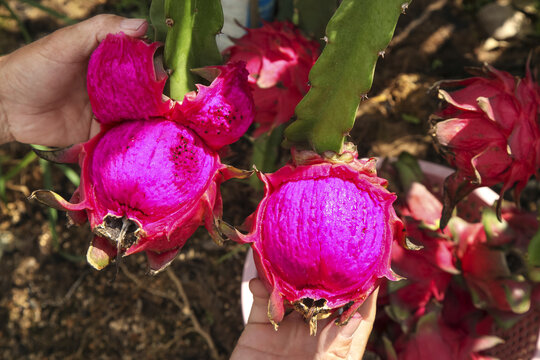 Hand Harvesting Fresh Red Dragon Fruit from Organic Plantation Orchard - High Quality Tropical Exotic Fruit