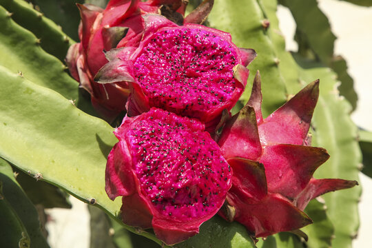 Red Dragon Fruit Growing on Cactus Plant in Tropical Orchard - Fresh Organic Pitaya with Pink Heart-Shaped Interior