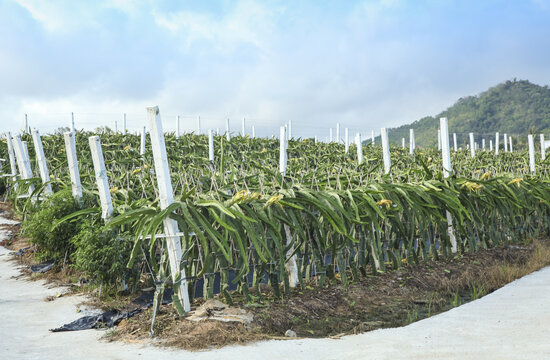 Dragon Fruit Plantation Orchard with White Support Posts Commercial Organic Farming Agriculture