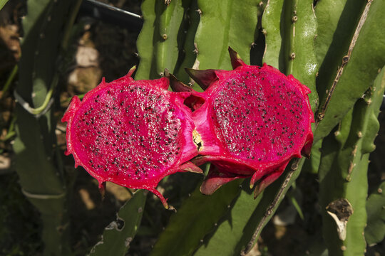Red Dragon Fruit Cut Open on Cactus Plant Showing Pink Flesh and Seeds in Tropical Plantation