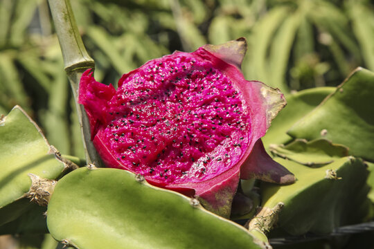 Red Dragon Fruit Cut Open on Cactus Plant Showcasing Pink Heart and Seeds in Organic Orchard