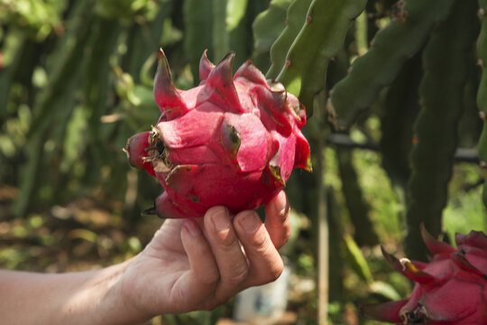 Hand Holding Fresh Red Dragon Fruit in Organic Orchard - Tropical Fruit Growing Process
