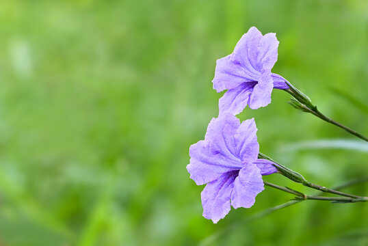 colorful purple watrekanon(Ruellia tuberosa L.) on nature background