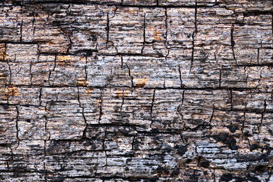 abstract background of tree bark surface close up