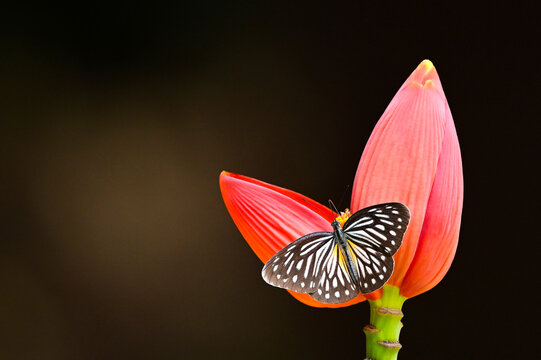 common Wanderer (Pareronia valeria) suck  nectar on red Flowering banana close up,butterfly in thailand
