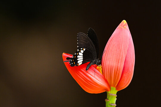 Common Mormon (Papilio polytes) suck  nectar on red Flowering banana close up,butterfly in thailand