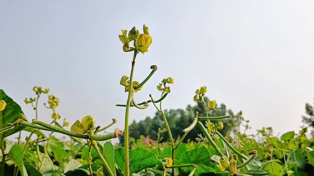 Macro View of Legume Plant Flowers Growing in a Farm