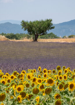 Bright yellow sunflowers in foreground, rows of fragrant purple  lavender in the distance. Photographed on a lavender farm in Valensole, Provence, south of France. Iconic tree in the distance.
