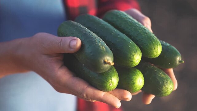A person holding a bunch of cucumbers. Hands harvesting fresh cucumbers from a farm. Organic green vegetables produced in the garden. Lifestyle an individual grasping a cluster of cucumbers.
