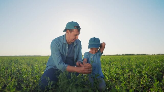 Father and son in field. Father teaching his son in field of agriculture. Males bonding in the field of a farm with a pair of kneeling caps outdoors. A father and his son are in a field lifestyle.