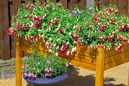 The prolific flower power of fuchsias.