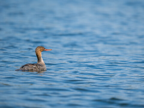 A Red-breasted Merganser on Lake Windermere