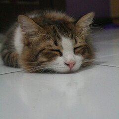 sleeping kitty © like