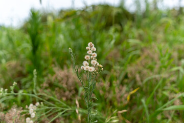 細い茎の先に小さな花房をつけた野花が草むらの中で揺れる様子を捉えた一枚。背景の緑が柔らかくぼけ、自然のままの植物の美しさを丁寧に表現している © MUUPHOTO