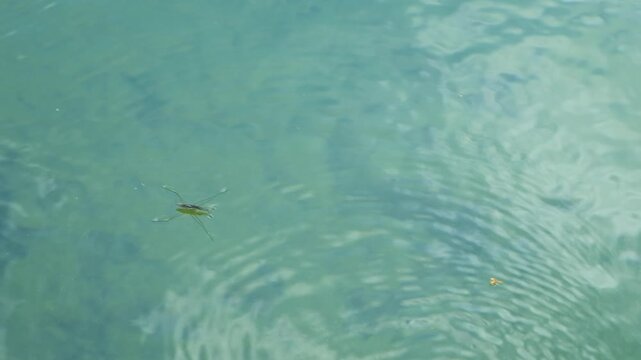 Close-up of a water strider insect skating on the calm river surface in slow motion