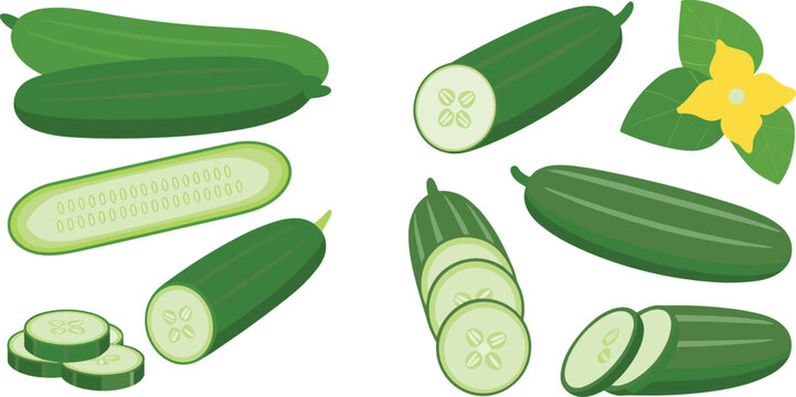Cucumber vegetable flat vector illustration. Whole green gherkins, lengthwise cuts, round slices, and a yellow flower bloom create a fresh harvest garden set.