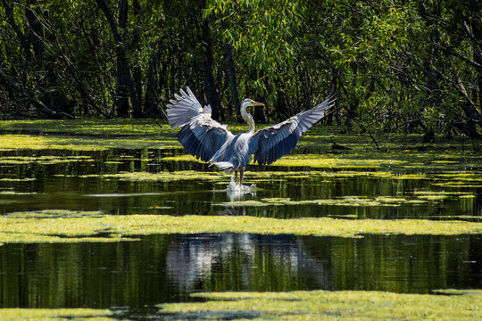 Great Blue Heron (Ardea herodias) landing in a green wetland, with wide-spread wings.