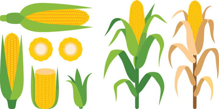 Corn stalk flat vector illustration. Golden maize cobs, green husks, chopped slices, and growing plants create an agricultural harvest collection.