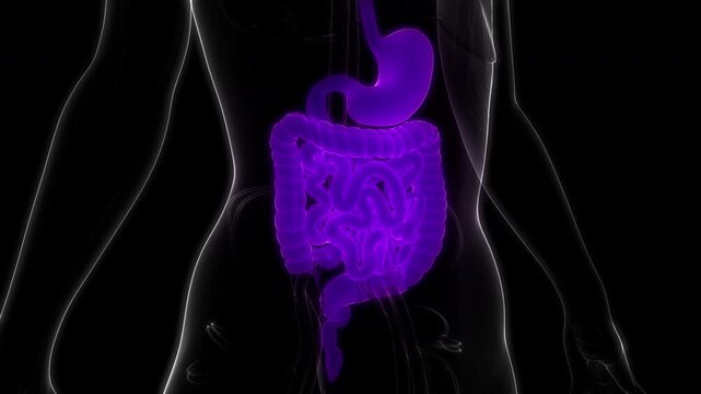 Human Digestive System Anatomy Animation Concept