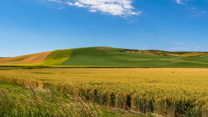 Fototapeta premium Summer Rhythms of the Palouse, Washington USA