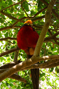 Male Golden Pheasant Perched on a Tree Branch