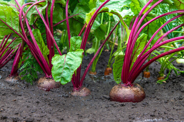 Obraz premium Beets, carrots and onions are growing. Selective focus.