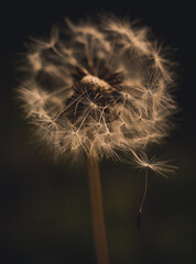 Fototapeta premium A close-up of a dandelion seed head, with many seeds already dispersed and a few still clinging to the delicate structure. The soft lighting highlights the fragile beauty of the plant