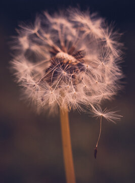 A delicate dandelion seed head in soft focus, with a single seed drifting away on the breeze. The image evokes a sense of fragility and transition