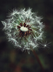 Fototapeta premium A close-up of a dandelion seed head, with delicate white seeds ready to fly away in the breeze. The background is softly blurred, highlighting the intricate detail of the flower