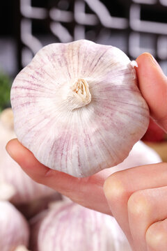 Fresh White Garlic Bulb with Purple Skin Held in Farmer's Hands - Organic Agriculture Produce