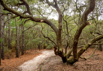 Obraz premium Live oak dominates the landscape 