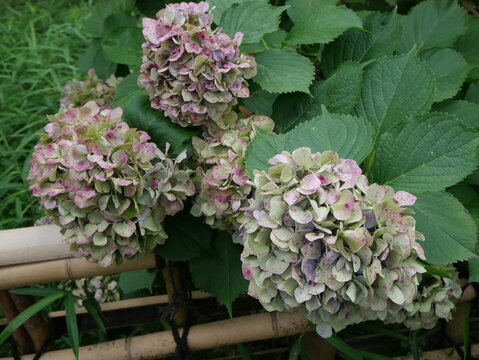 Autumn-colored hydrangea and bamboo fence