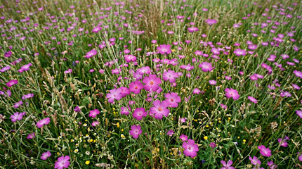 Obraz premium Vibrant purple wildflowers blooming in a lush green meadow captured during a bright summer day