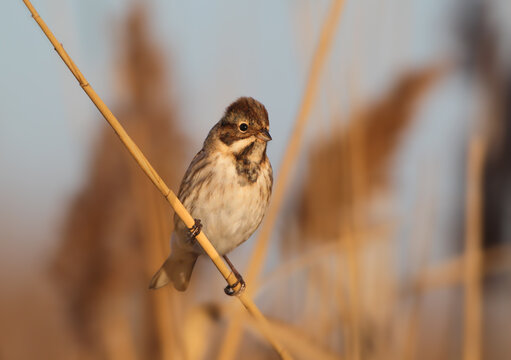 A Common Reed Bunting [Emberiza schoeniclus] clinging to a dry, fluffy reed panicle against a soft background.