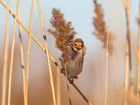 A Common Reed Bunting [Emberiza schoeniclus] clinging to a dry, fluffy reed panicle against a soft background.