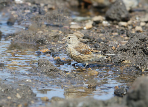 A linnet with streaked brownish plumage standing at the edge of a muddy puddle.
