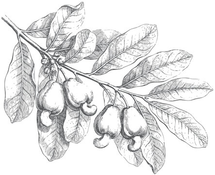 Vintage engraved cashew tree branch illustration featuring ripe cashew apples with attached nuts and botanical leaves isolated on white background