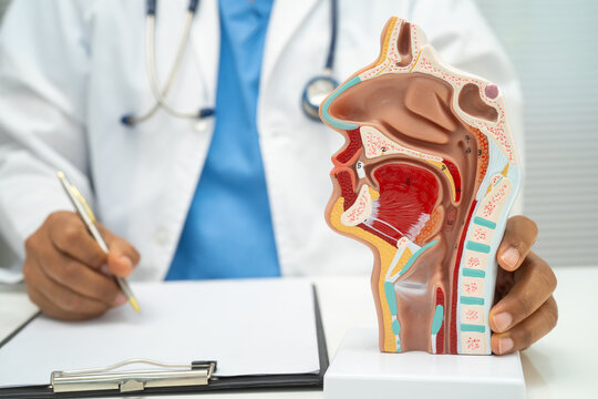 Asian doctor with nasal oral throat cavity neck human anatomy model for study diagnosis and treatment in hospital.