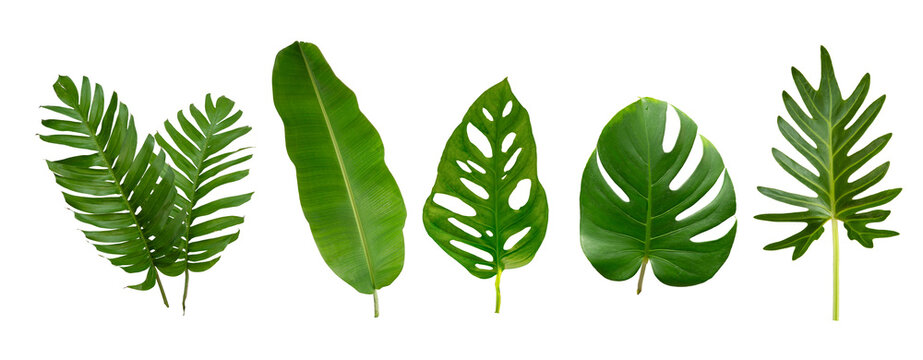 Banana, palm and monstera green leaf tropical plant isolated on white background.