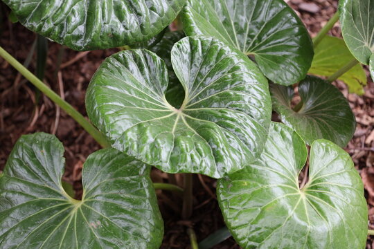 large glossy kidney-shaped leaves of Giant Leopard Plant (Farfugium-japonicum-Giganteum) (macro, close-up) 5670