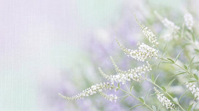 Delicate white buddleja flowers blooming softly in a bright garden with light pastel purple tones